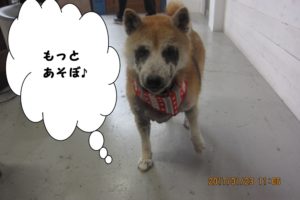 おすまし柴犬