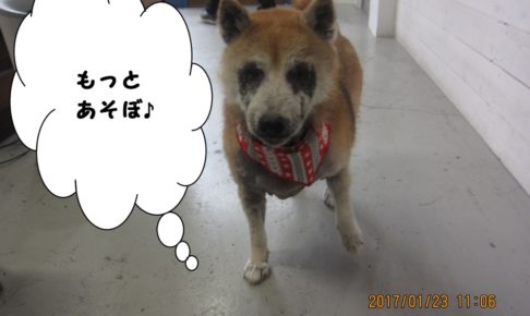 おすまし柴犬
