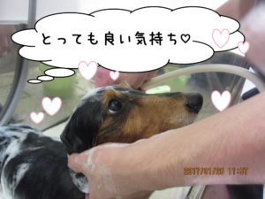 シャンプー中ミニチュアダックス