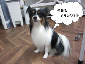 施術後パピヨン
