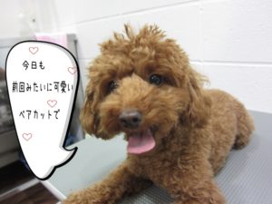 カット前トイプードル