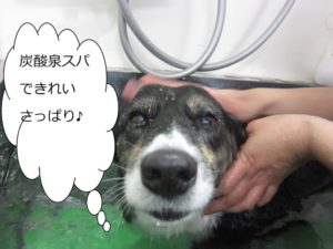 スパ中コーギー