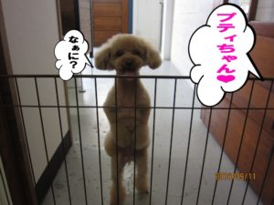 施術後トイプードル