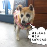 おすまし柴犬