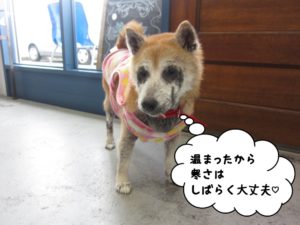 おすまし柴犬
