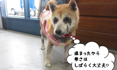 おすまし柴犬