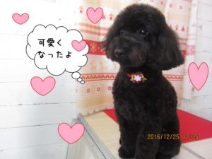 カット後トイプードル