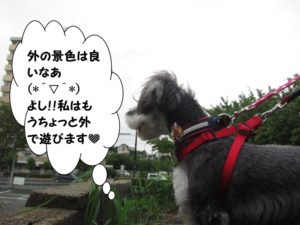 お散歩中Mシュナ