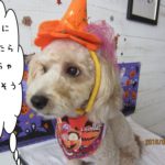 ハロウィンミックス