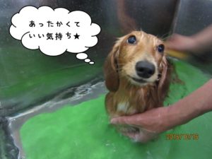 スパ中ミニチュアダックス