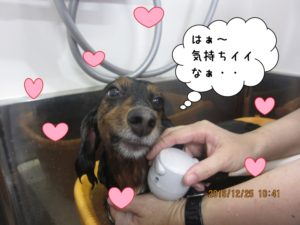 シャンプー中ミニチュアダックス