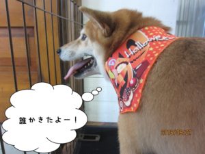 施術後柴犬