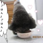 もぐもぐトイプードル