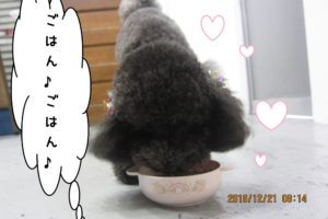 もぐもぐトイプードル