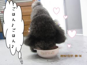 もぐもぐトイプードル