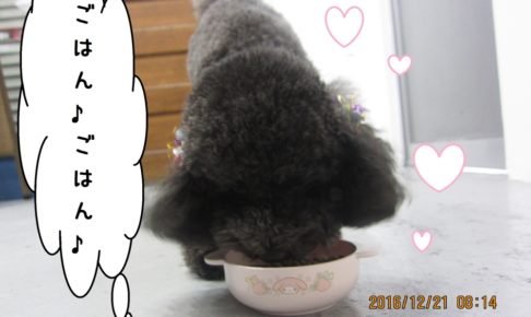 もぐもぐトイプードル