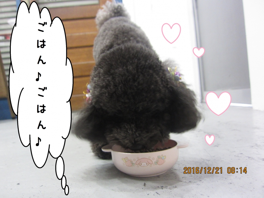 もぐもぐトイプードル