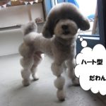 ハートトイプードル