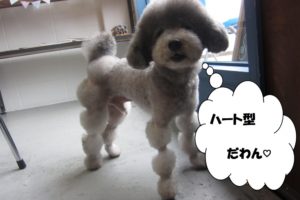 ハートトイプードル