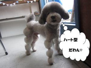 ハートトイプードル