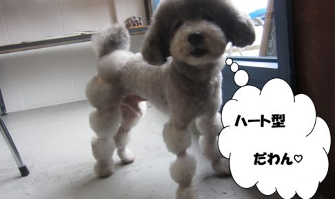 ハートトイプードル