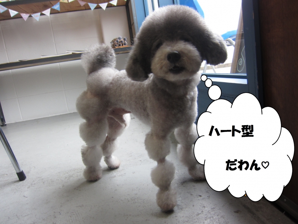 ハートトイプードル