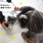 モヒカンMシュナ