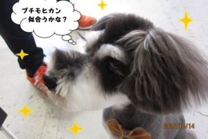 モヒカンMシュナ