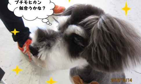 モヒカンMシュナ