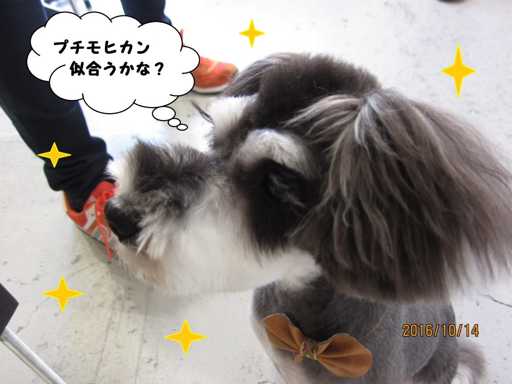 モヒカンMシュナ