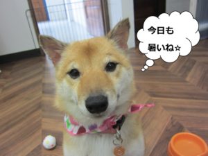 施術後柴犬