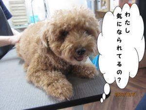 カット前トイプードル