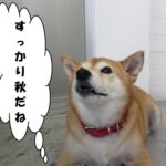 上向き柴犬
