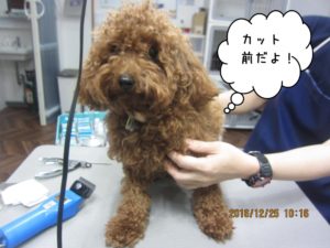 カット前トイプードル