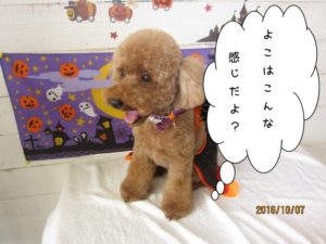 カット後トイプードル