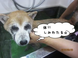 スパ中柴犬