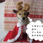 トナカイさん柴犬