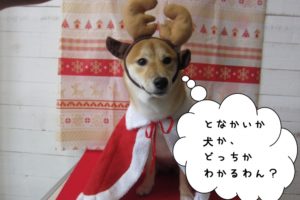 トナカイさん柴犬