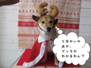 トナカイさん柴犬
