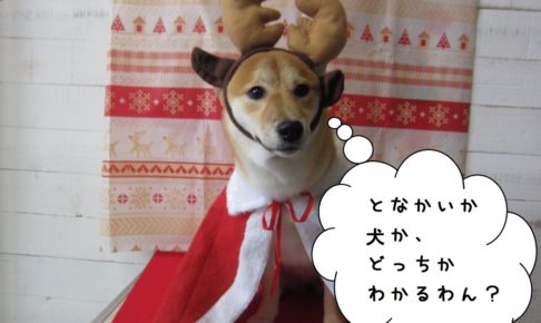 トナカイさん柴犬
