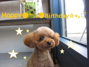 施術後トイプードル