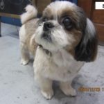 きょとんシーズー