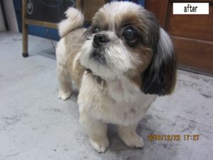 きょとんシーズー