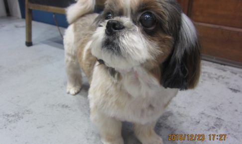 きょとんシーズー