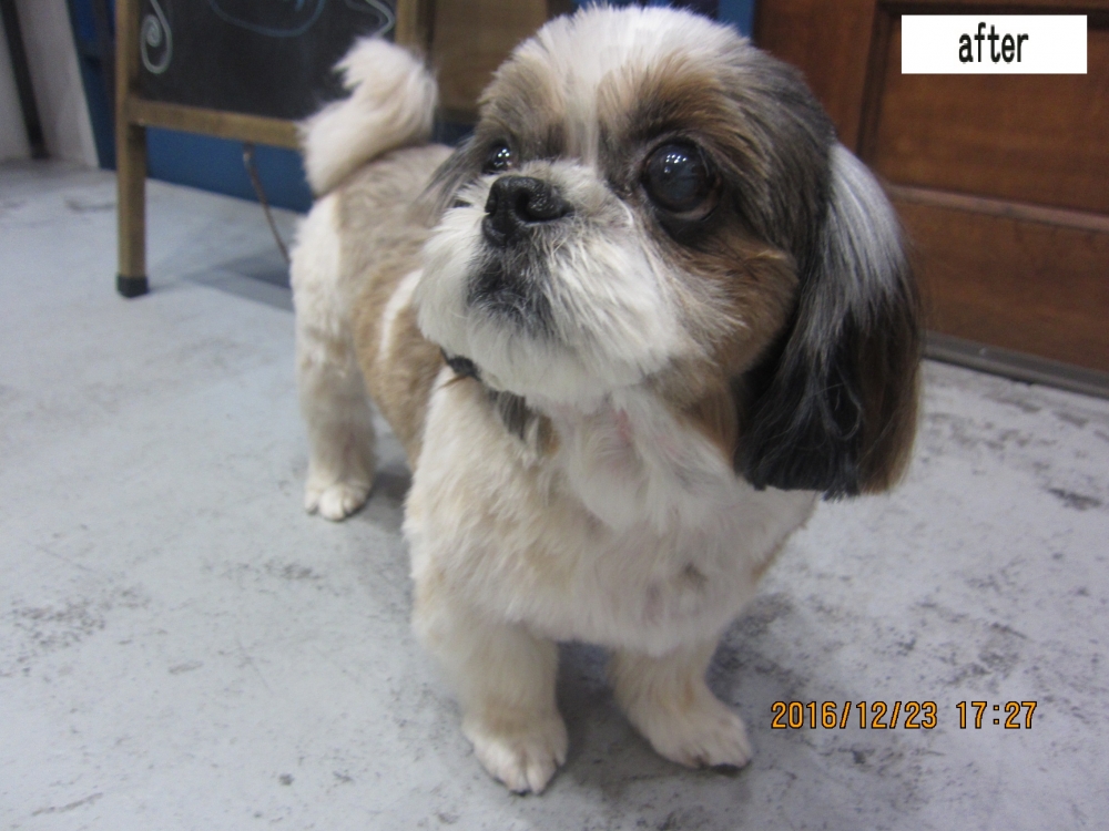 きょとんシーズー