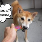 引っ張り合い豆柴