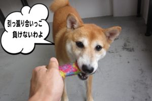 引っ張り合い豆柴