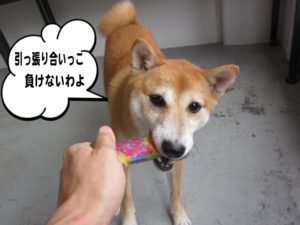 引っ張り合い豆柴