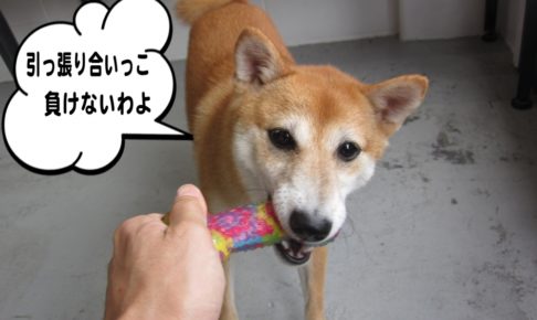 引っ張り合い豆柴