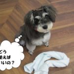 キョトンMシュナ